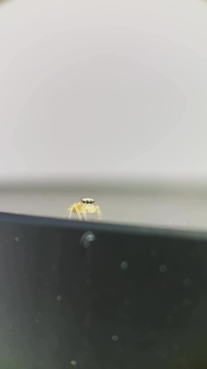 Illustration pour Eight Eyes, One Tiny Spider, and a Visual System That Puts Most Animals to Shame